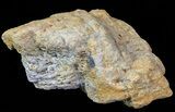 Achelousaurus Bone Fragment - Montana #71311-1
